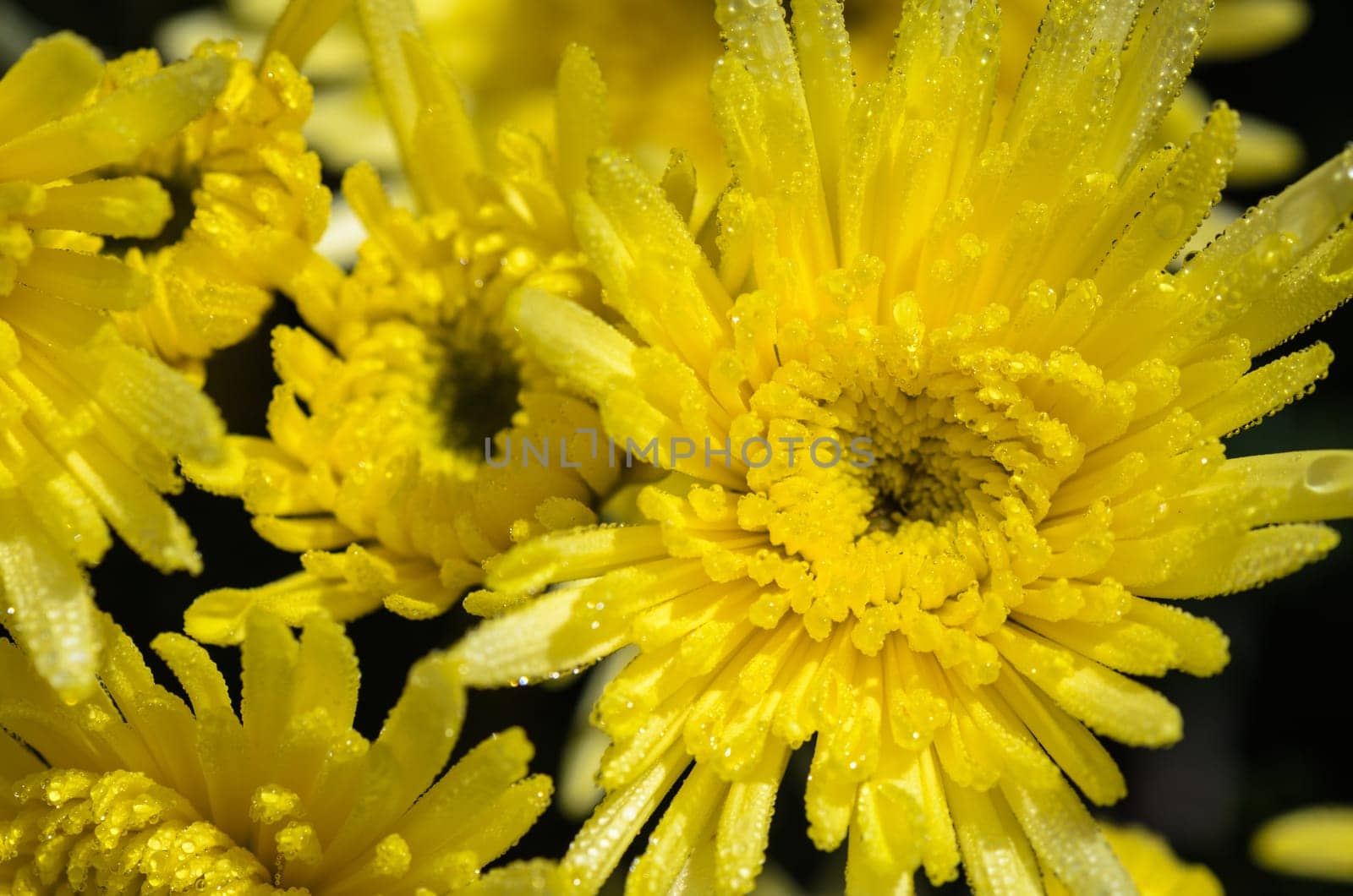 Top view close up yellow Chrysanthemum Morifolium flowers which is filled with morning dew.