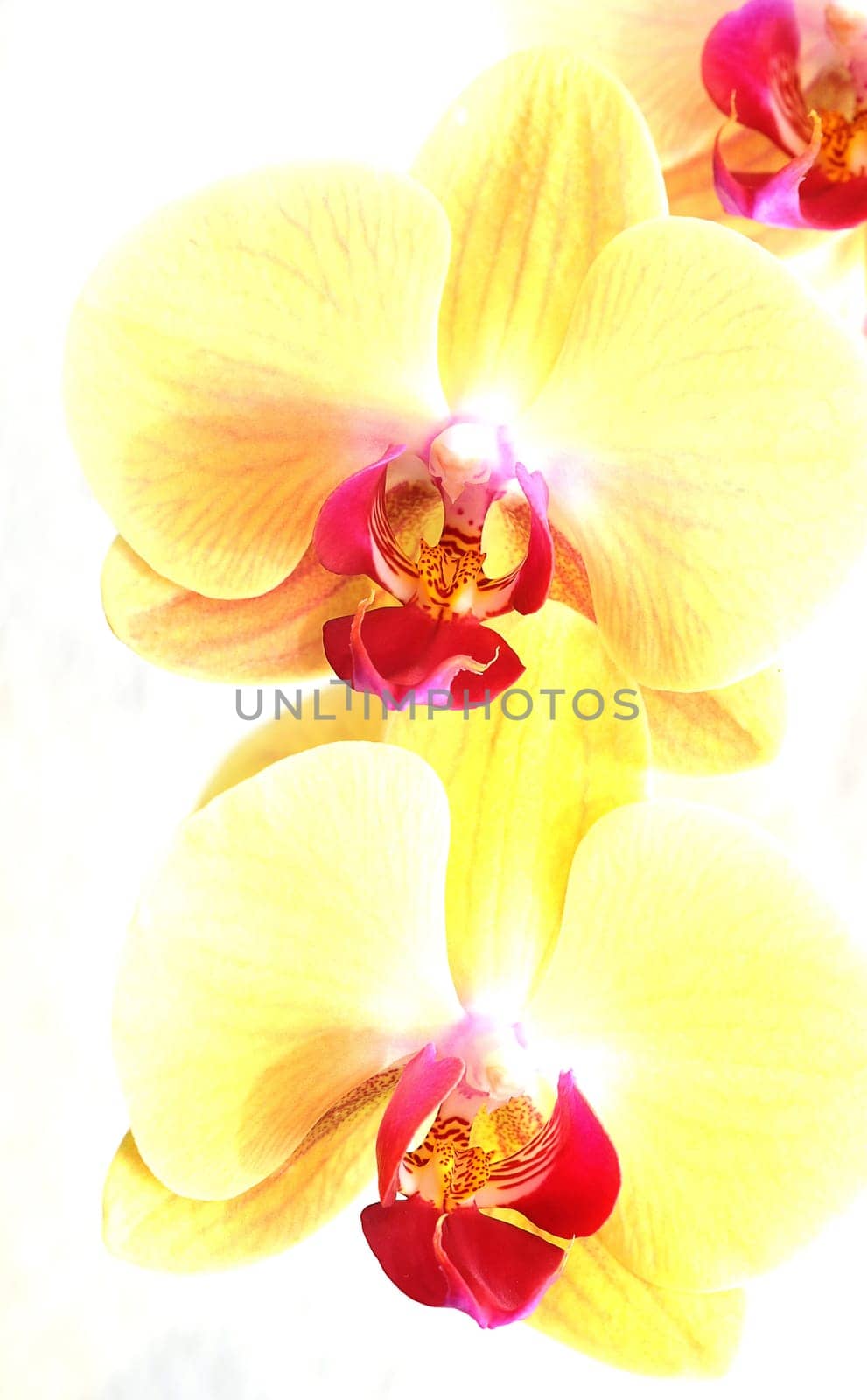 Orchid