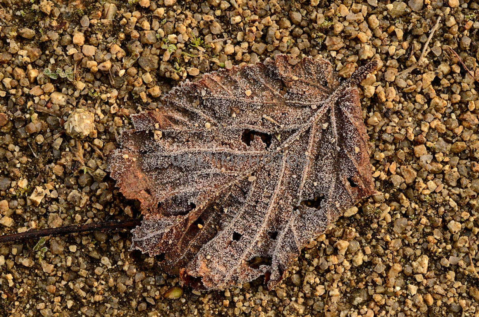 Frozen leaf on the ground