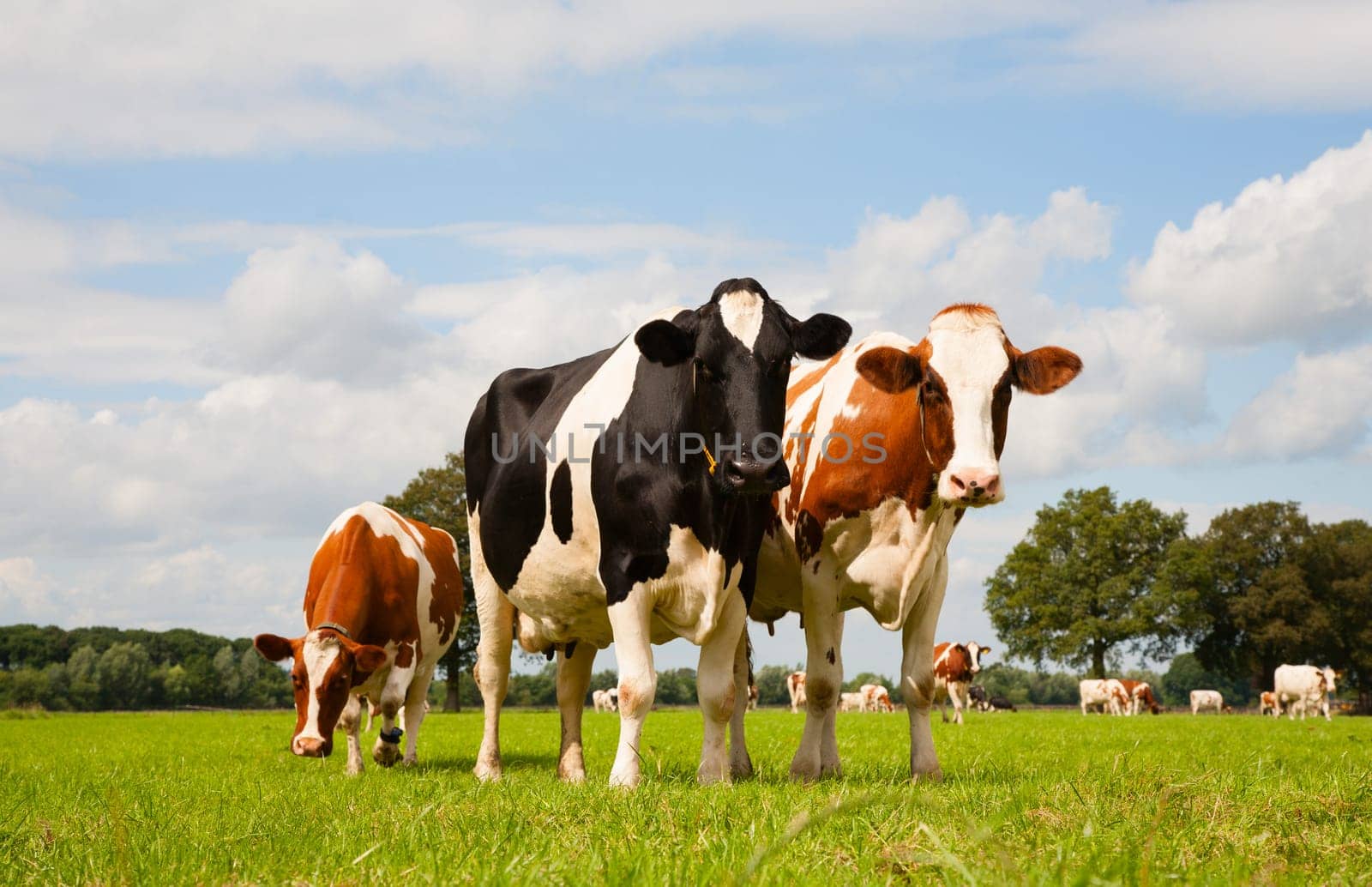 Dutch cows in the meadow.