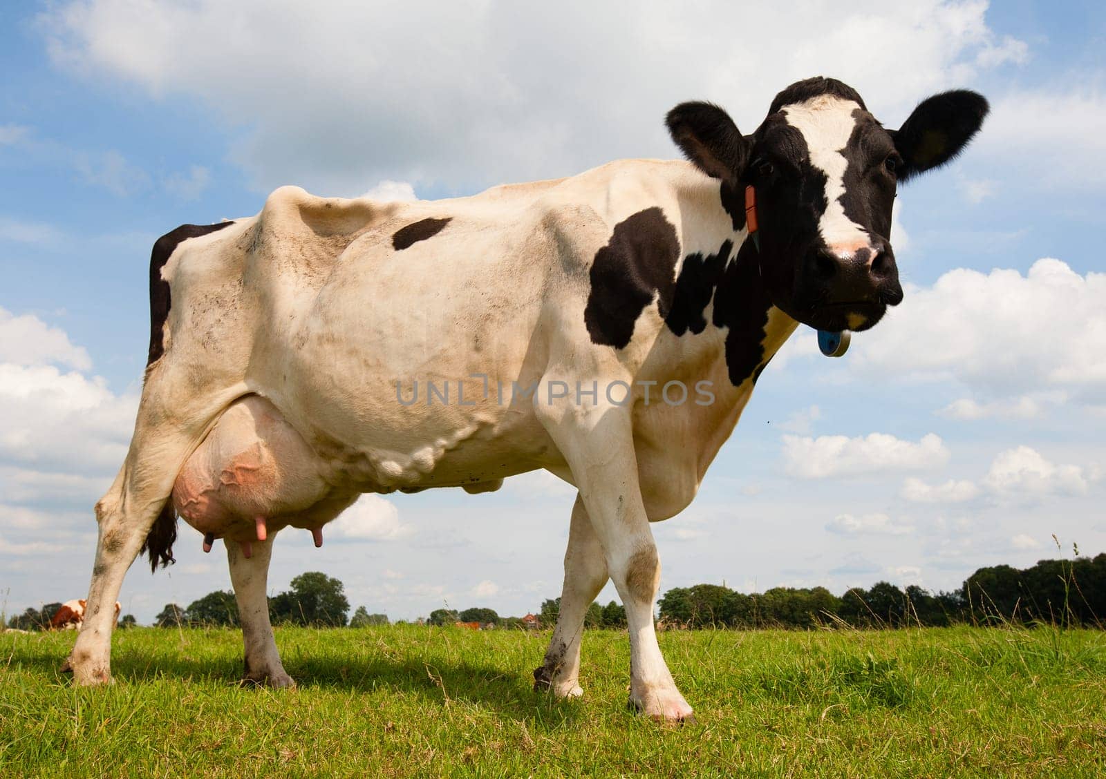 Dutch cow in the meadow.