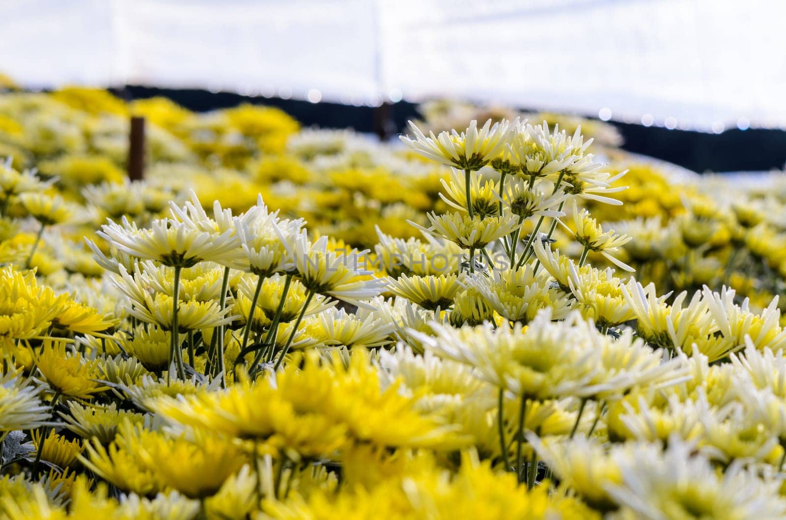Chrysanthemum Morifolium flowers farm on Doi Inthanon mountain in Chiang Mai province of Thailand.