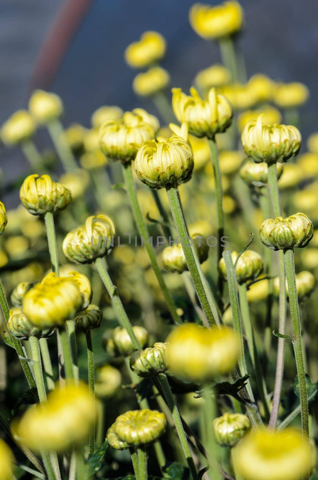 Buds of yellow Chrysanthemum Morifolium flowers at garden on Doi Inthanon mountain in Chiang Mai province of Thailand.