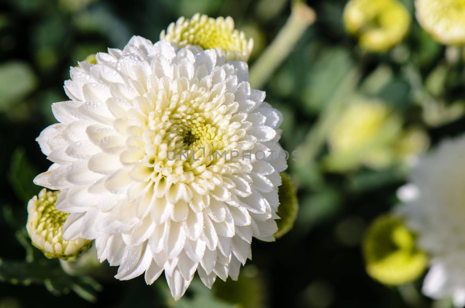 White Chrysanthemum Morifolium flowers at garden on Doi Inthanon mountain in Chiang Mai province of Thailand.