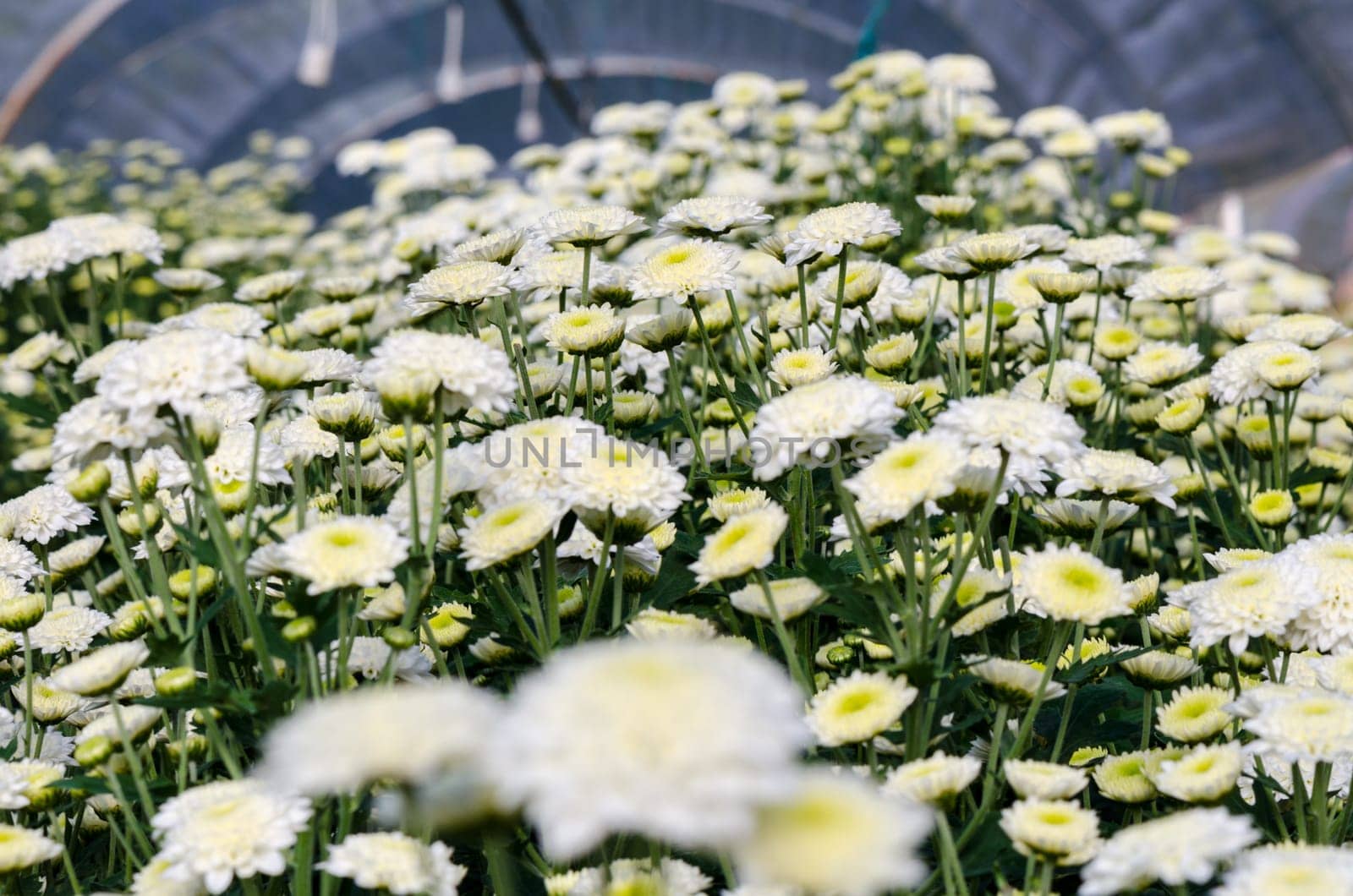 White Chrysanthemum Morifolium flowers garden on Doi Inthanon mountain in Chiang Mai province of Thailand.