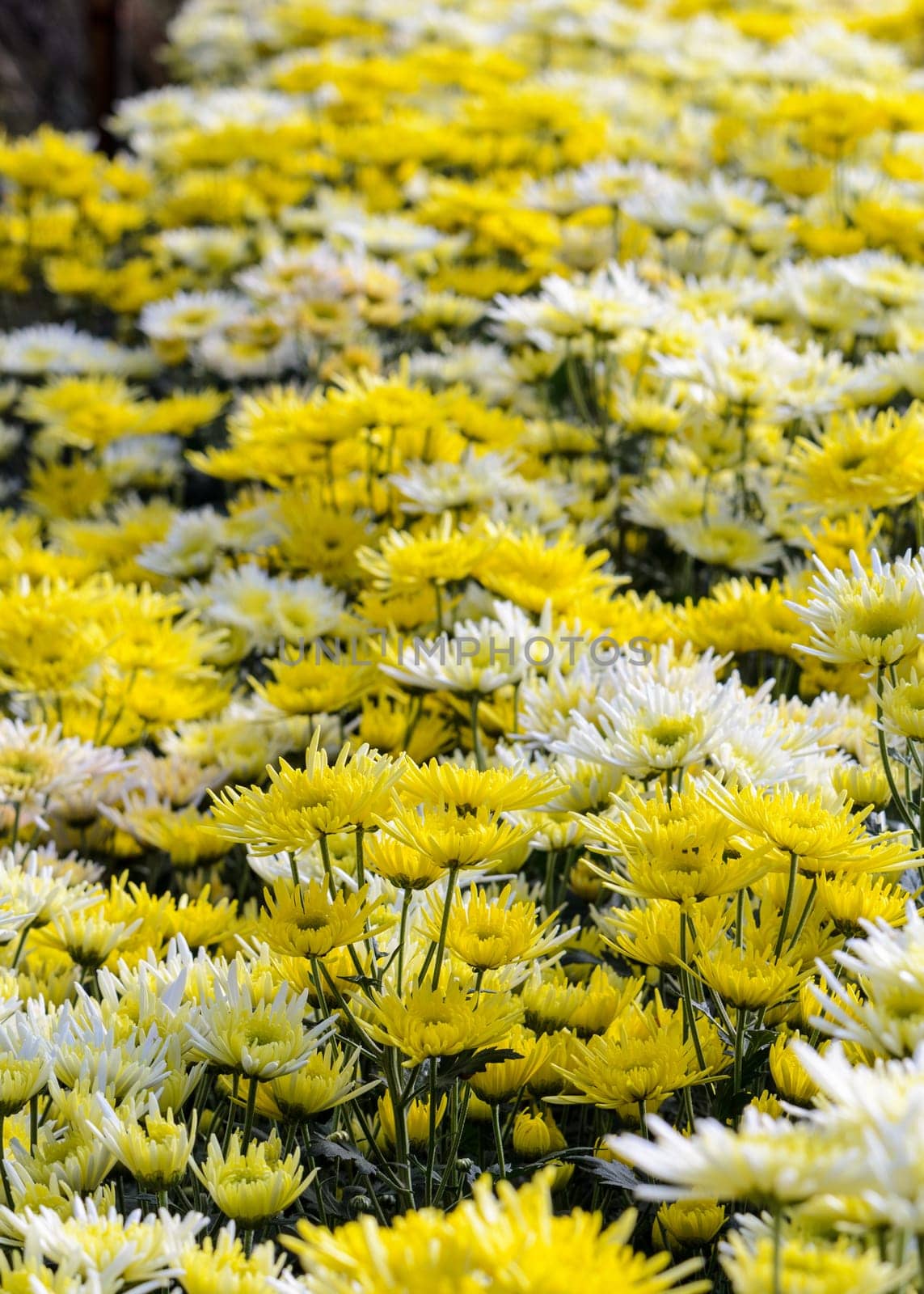Chrysanthemum Morifolium flowers garden on Doi Inthanon mountain in Chiang Mai province of Thailand.