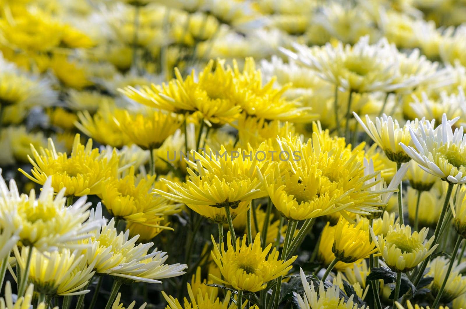 Chrysanthemum Morifolium flowers garden on Doi Inthanon mountain in Chiang Mai province of Thailand.