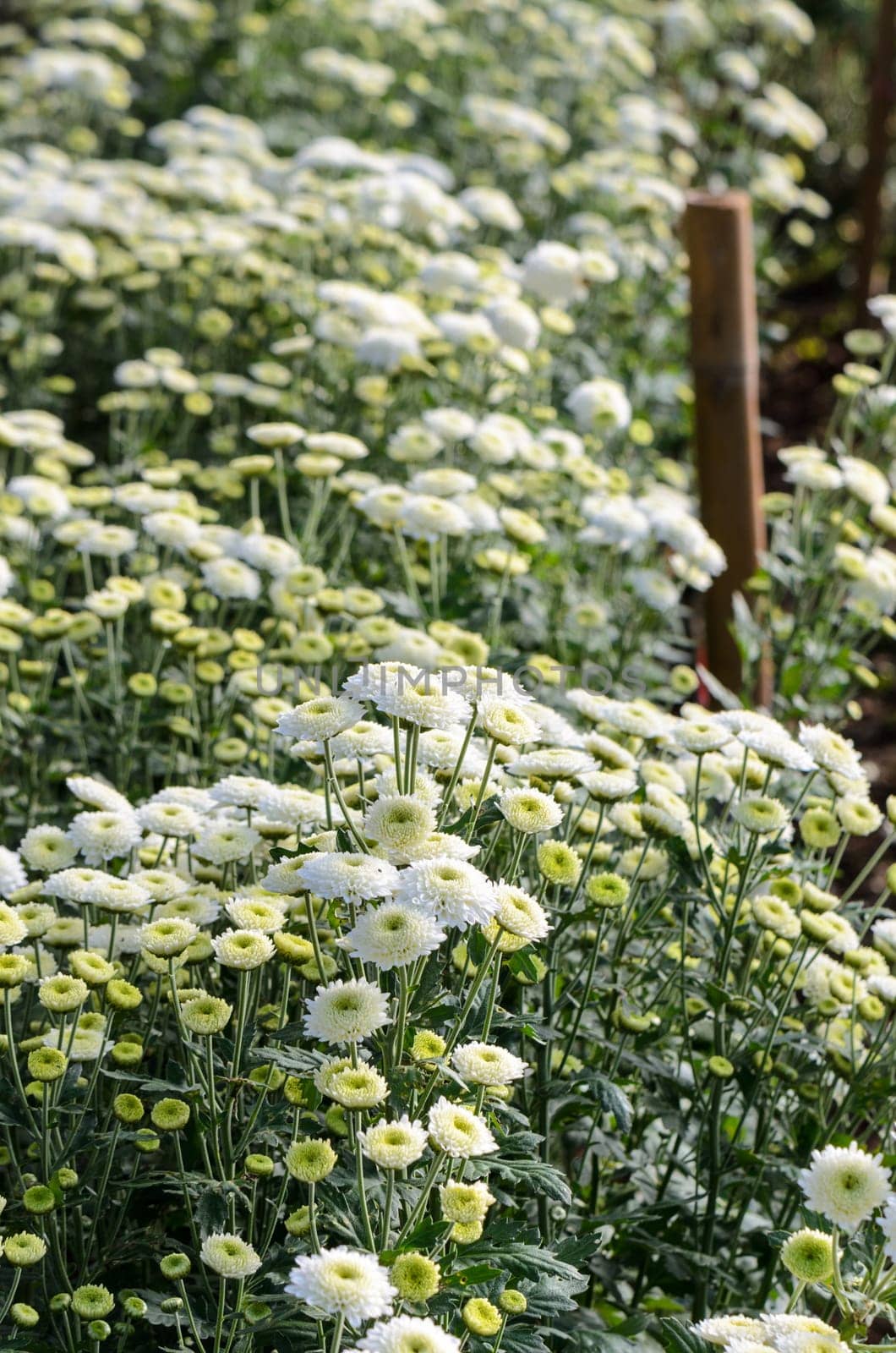 Inside greenhouse of white Chrysanthemum Morifolium flowers farms on Doi Inthanon mountain in Chiang Mai province of Thailand.