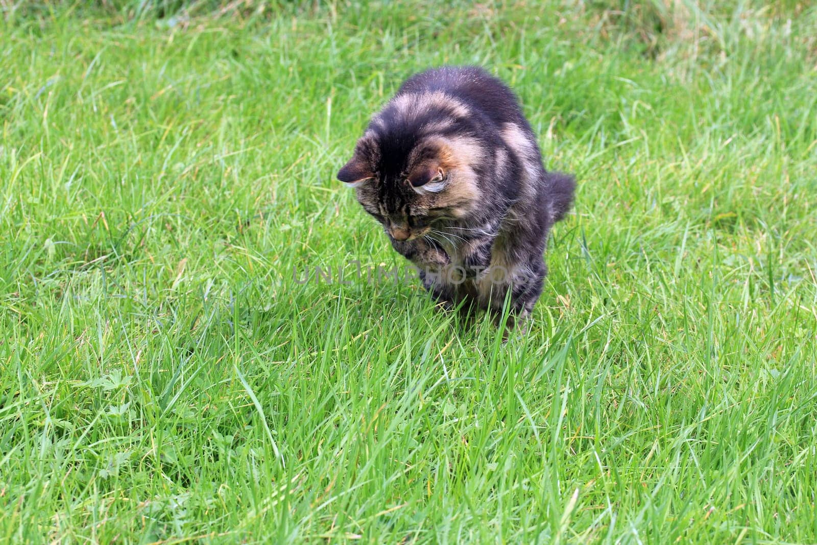 On the hunt for mice