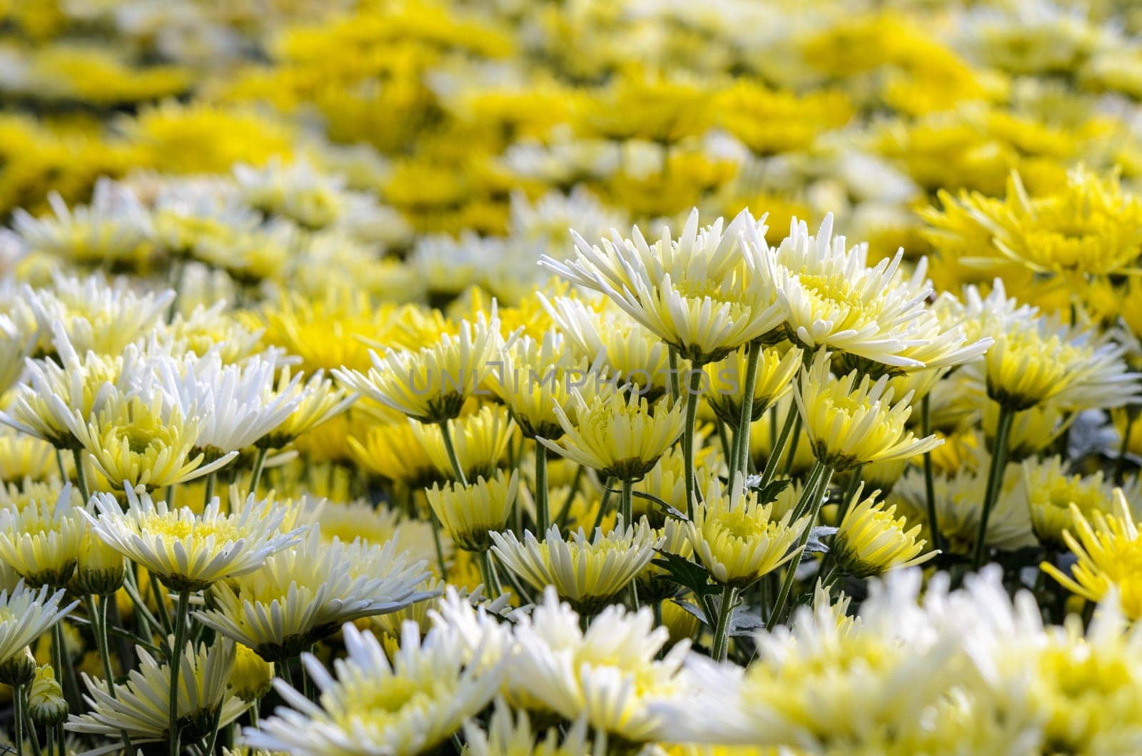 Chrysanthemum Morifolium flowers garden on Doi Inthanon mountain in Chiang Mai province of Thailand.