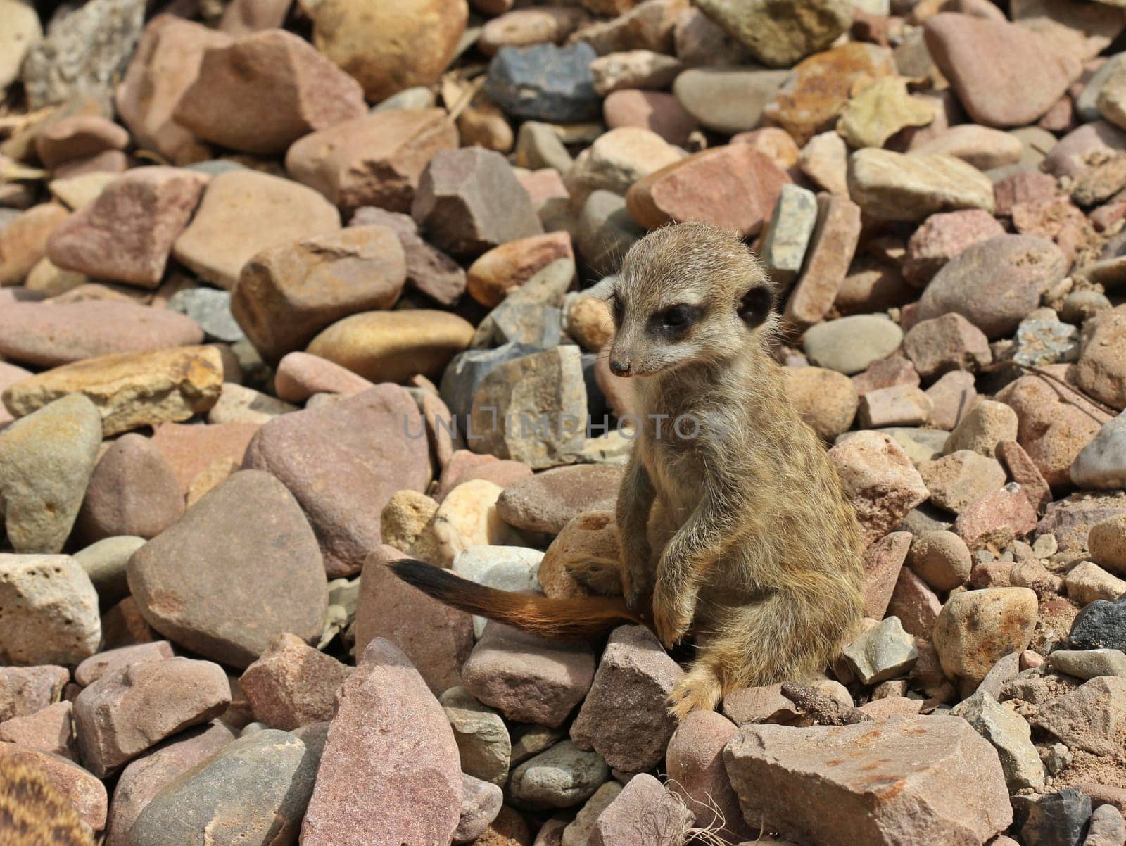 Young meerkat