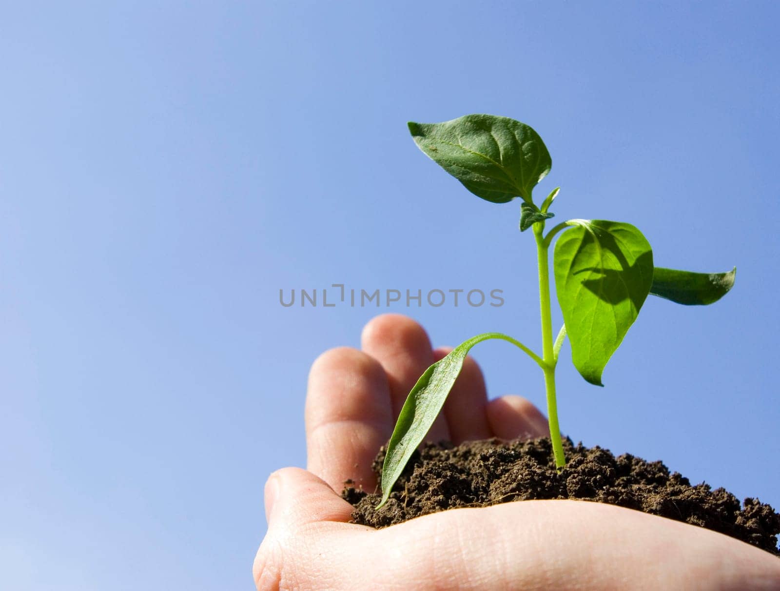 plant in the hand on sky background