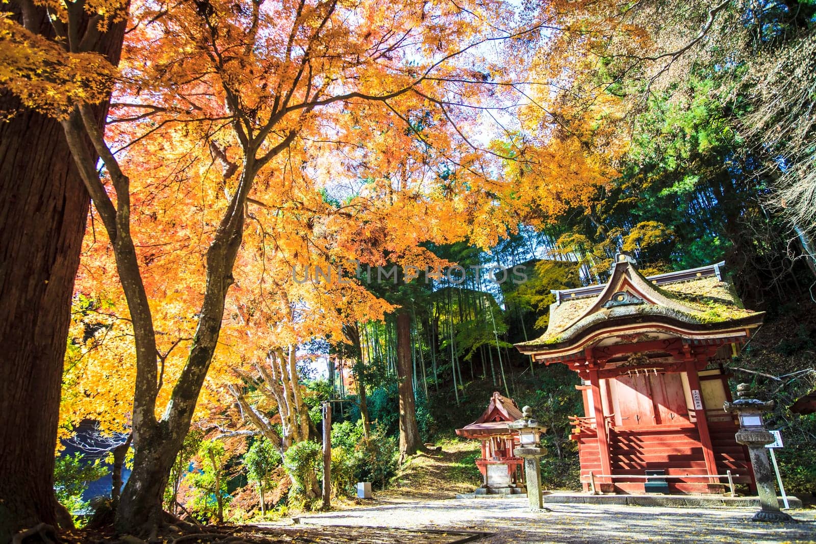 Tanzan Shrine at fall for adv or others purpose use
