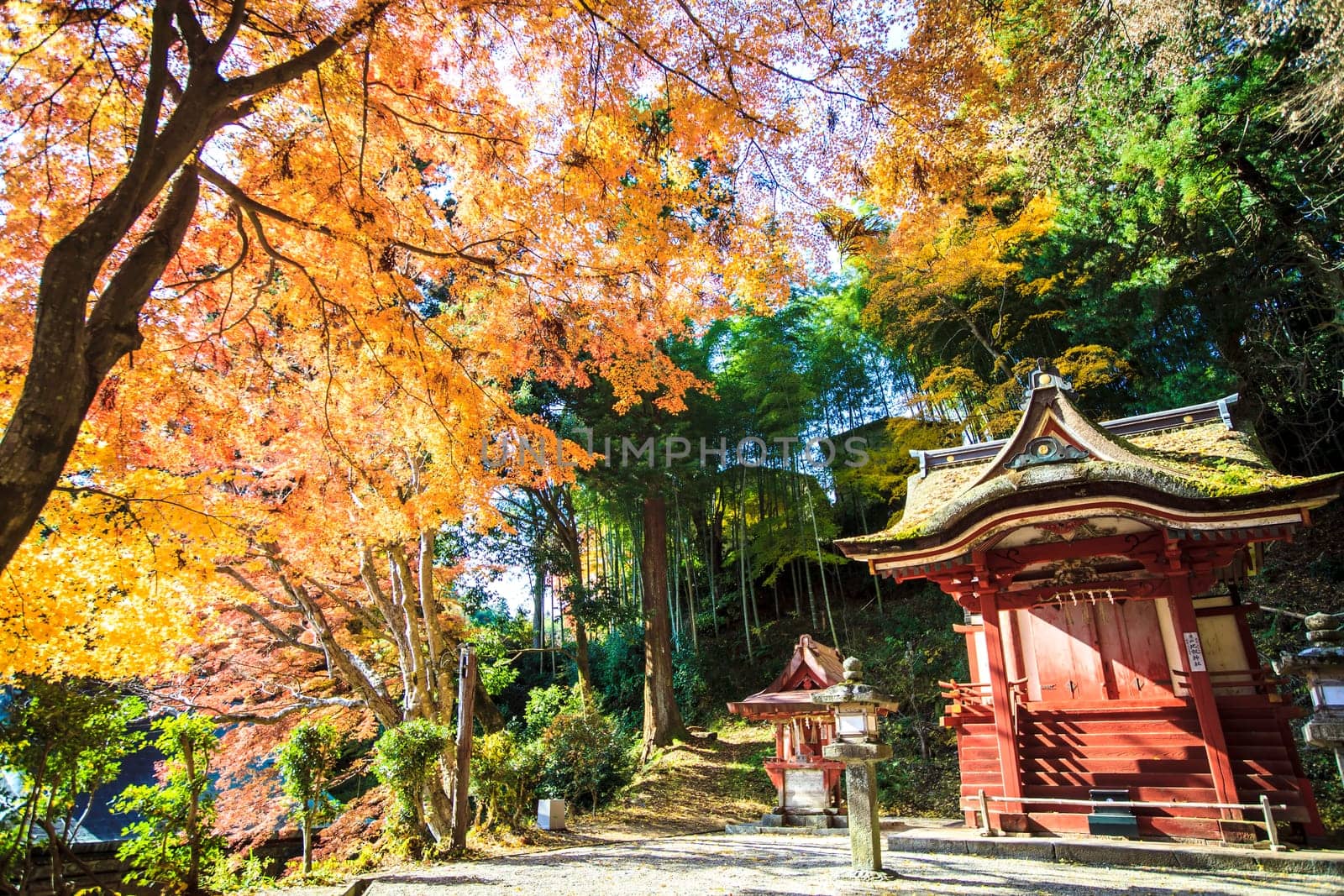 Tanzan Shrine at fall for adv or others purpose use