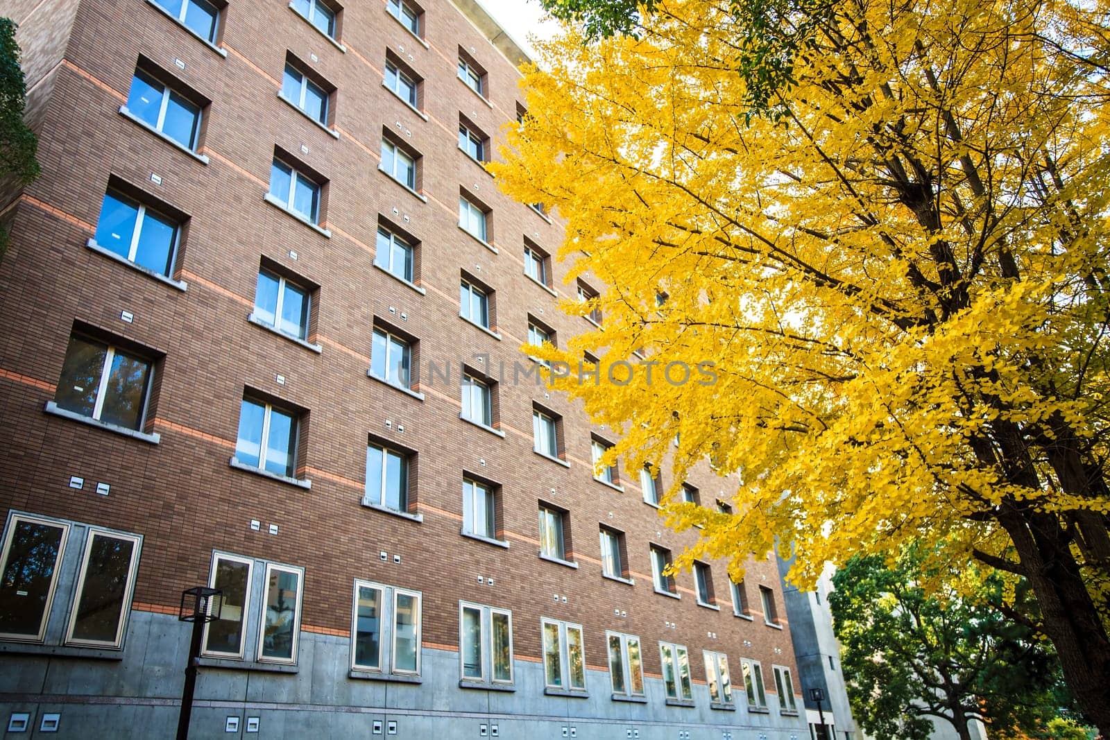 Kyoto University at fall for adv or others purpose use