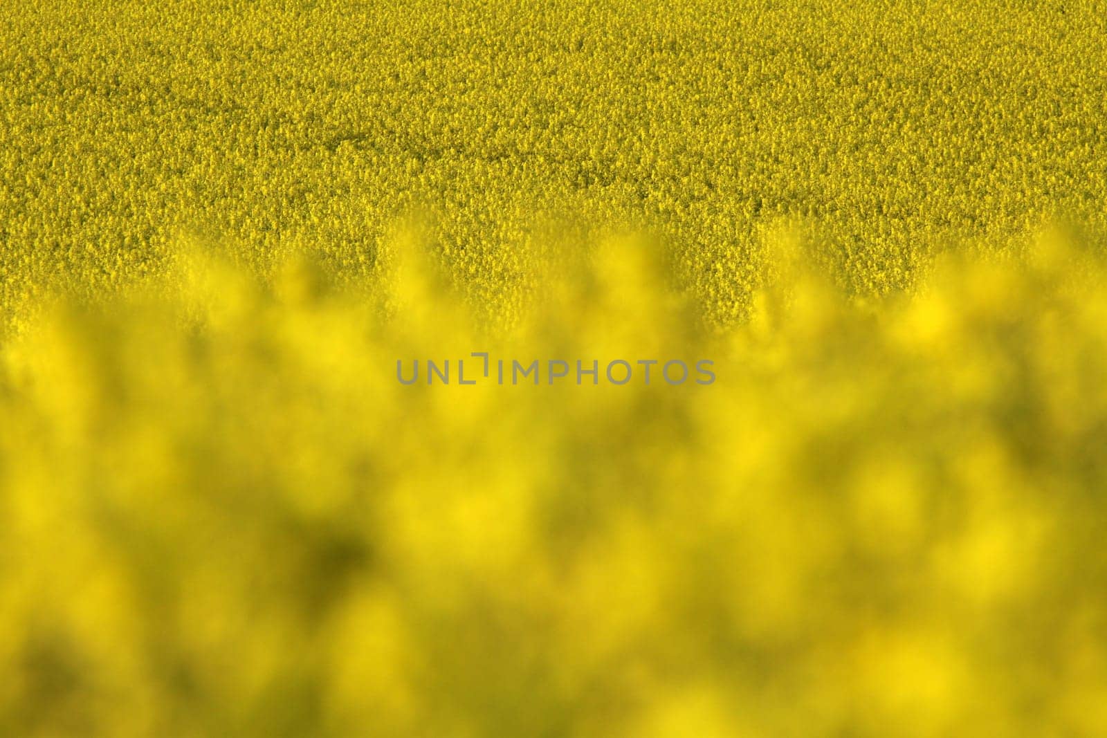 Blooming rapeseed