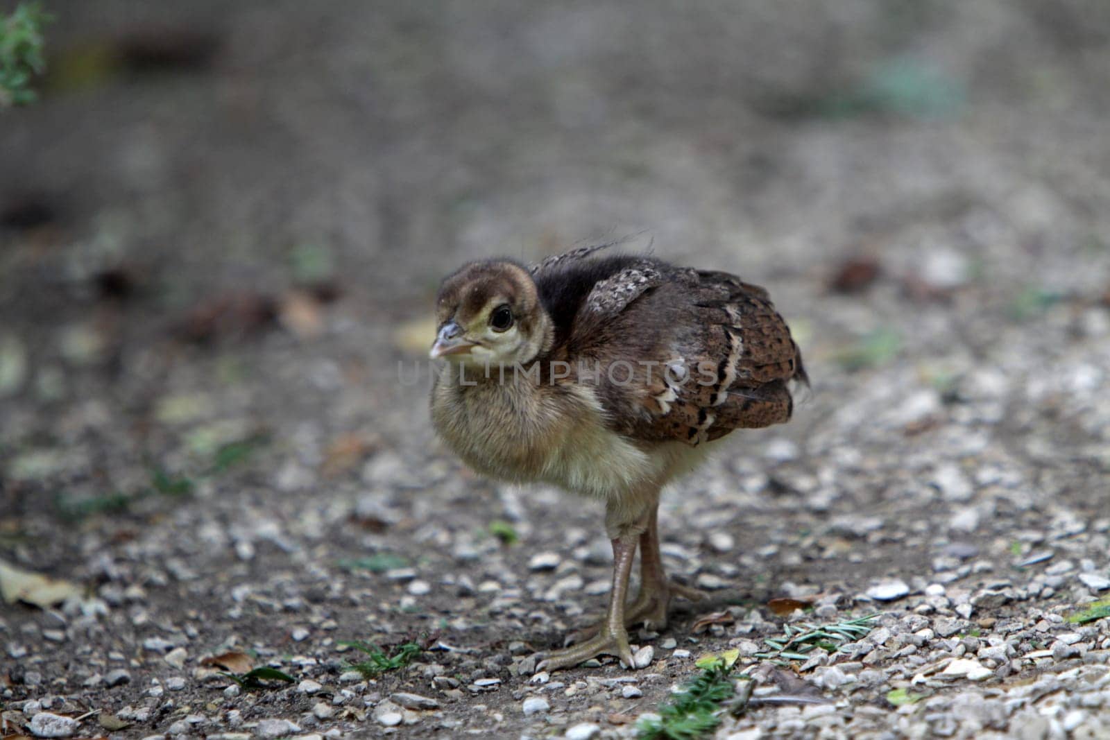Peacock chicks