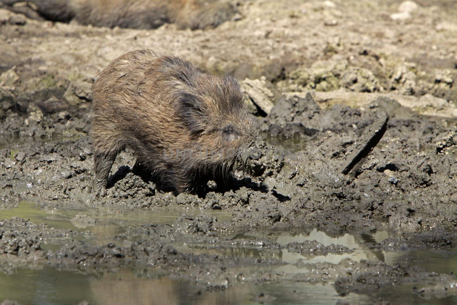 Angry wild boar