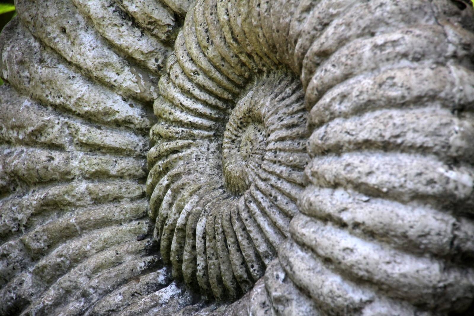 Stone snail