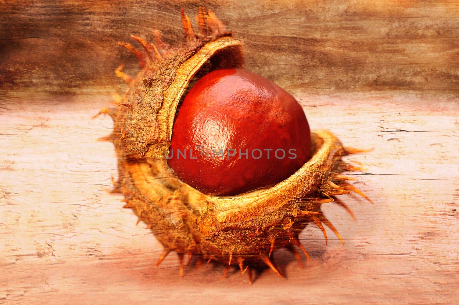 chestnut