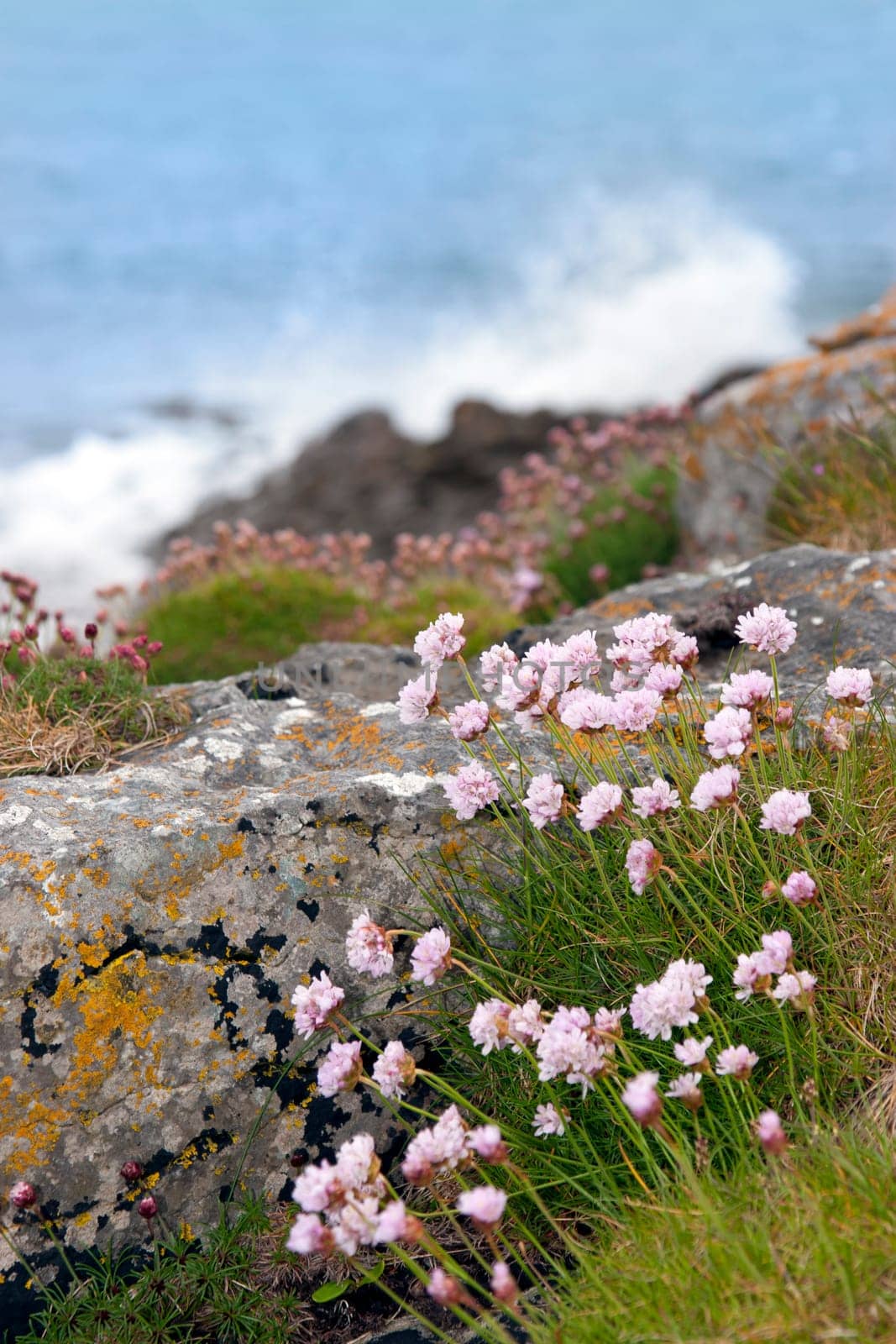 coastal pink wildflowers on the wild atlantic way in county Kerry Ireland