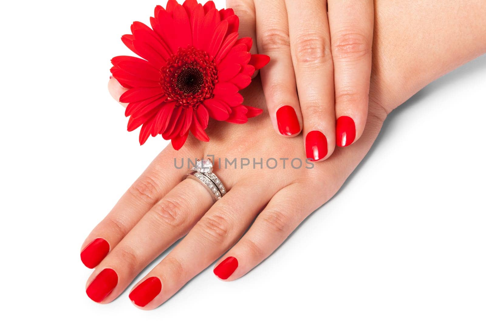 Women's hands with beautiful well-groomed fingers and red nail polish and gerbera flower close up isolated on white background