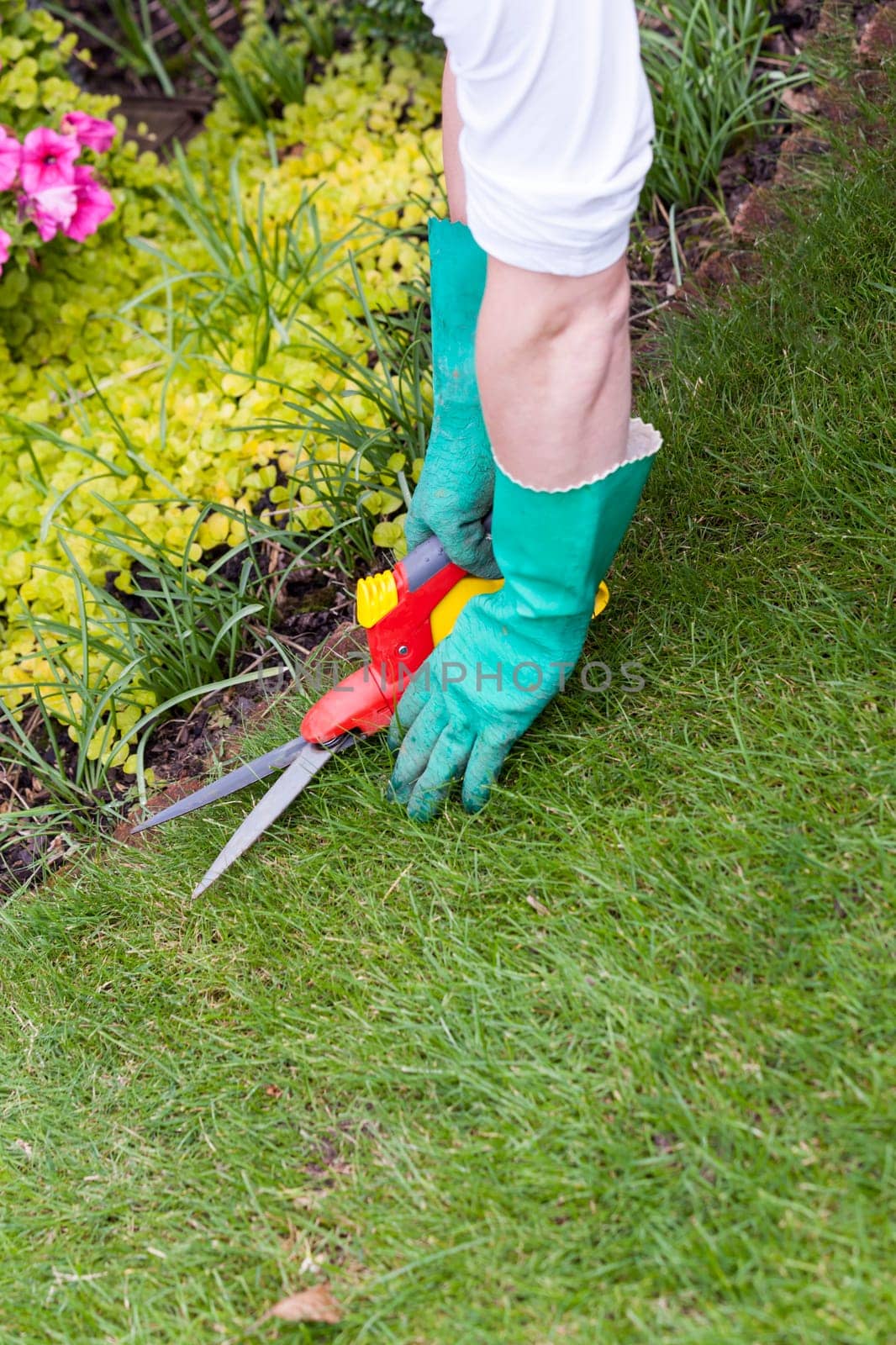 Hands with gloves and a garden scissors when gardening outdoors in summer