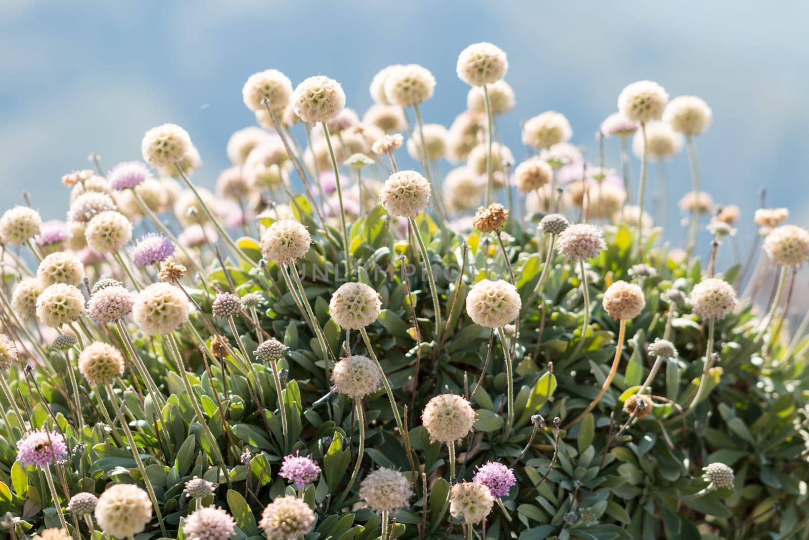 White plants with fluffy flowers