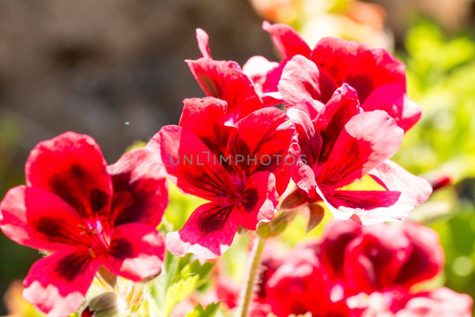 Red flowers with black spots