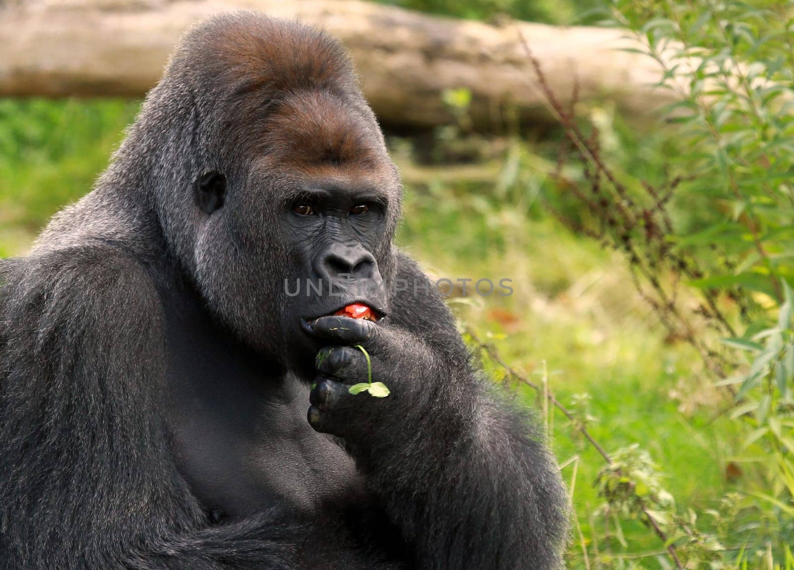 Hungry Silverback
