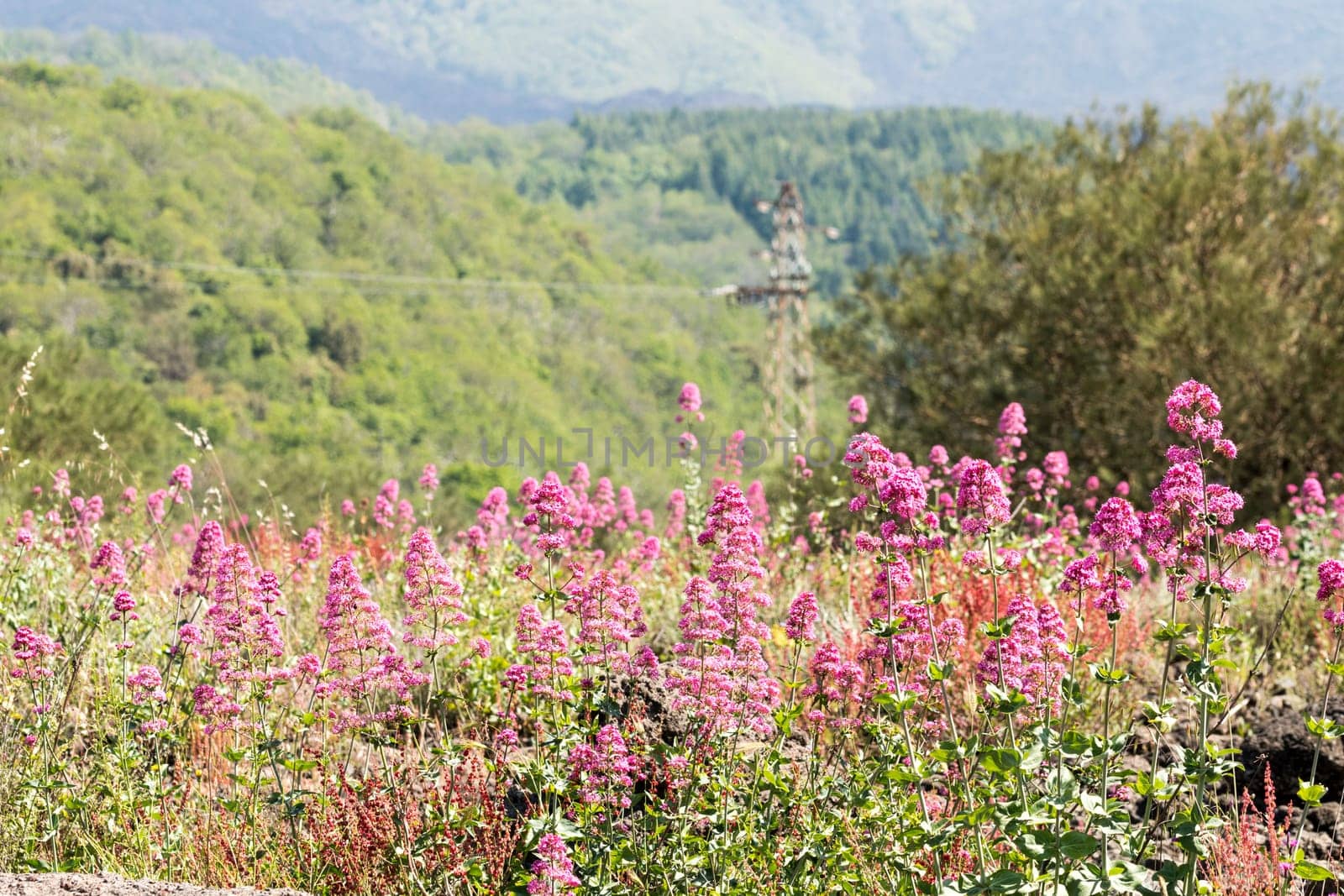 Field of Flowers on mount Etna