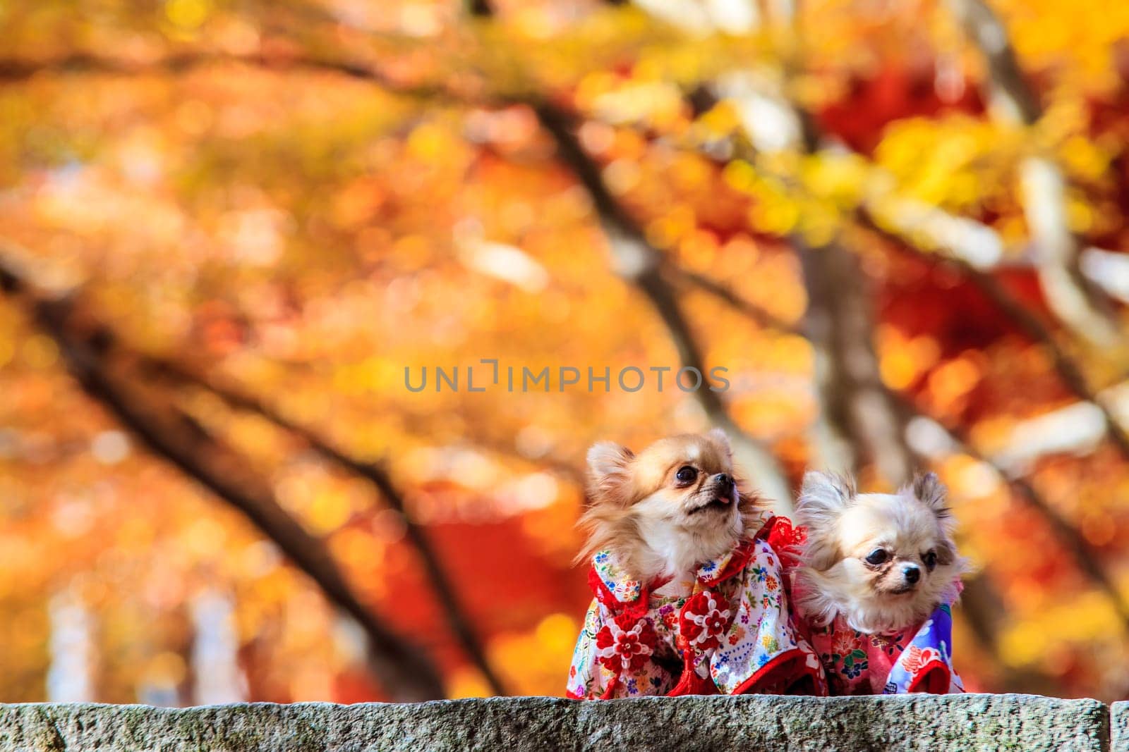 The Dog Wearing A Yukata for adv or others purpose use