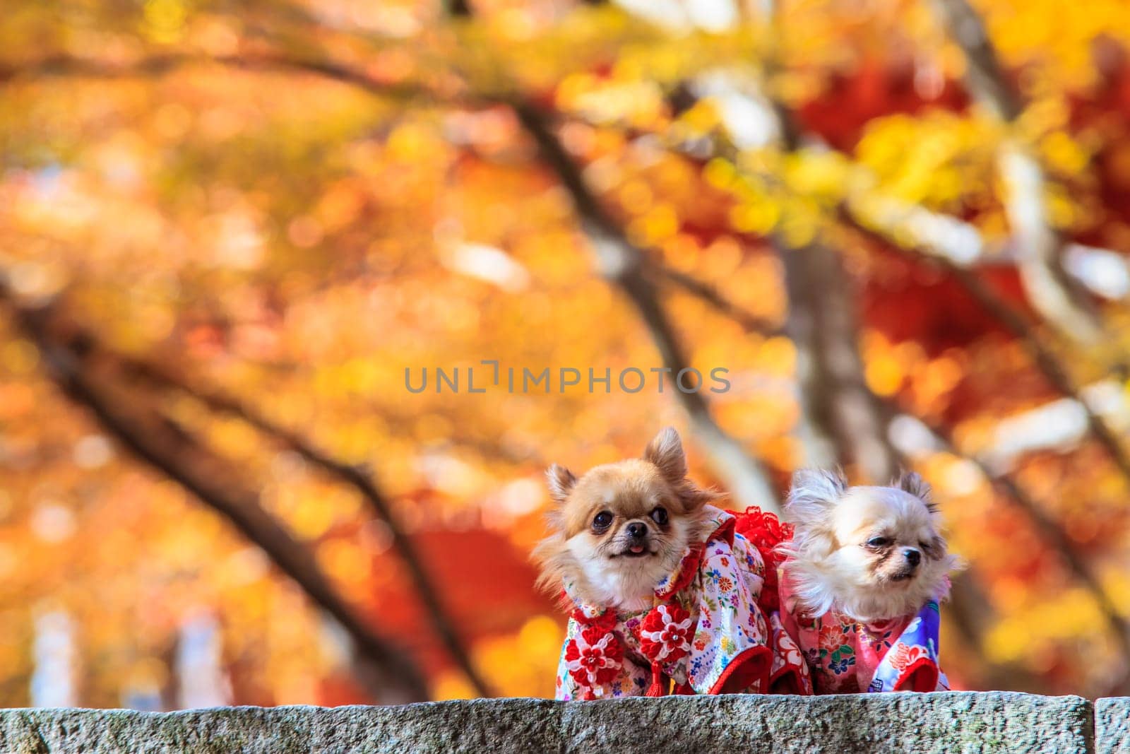 The Dog Wearing A Yukata for adv or others purpose use