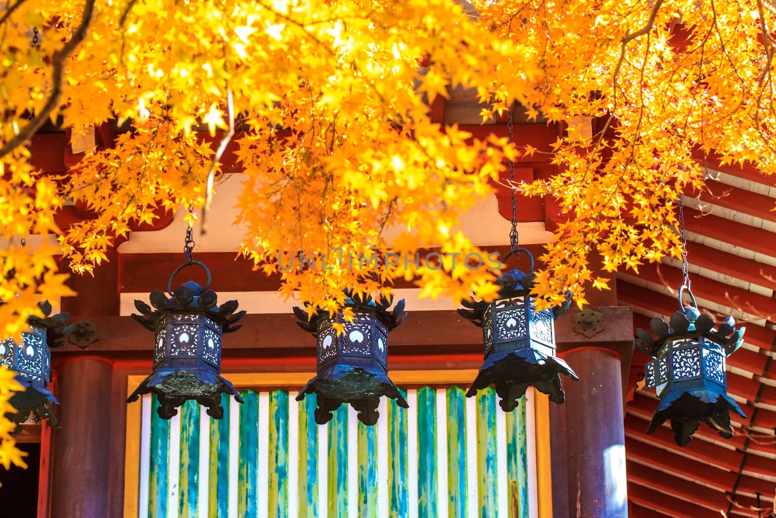 Tanzan Shrine at fall for adv or others purpose use