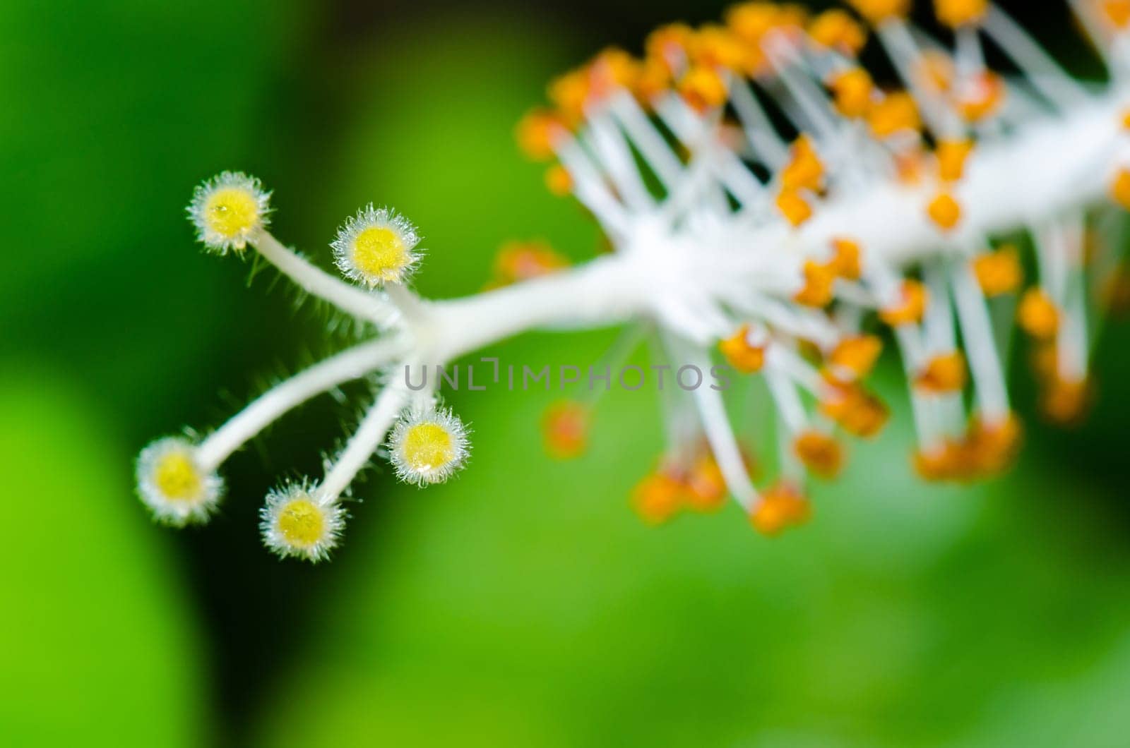 Close up carpel of the white Snowflake Hibiscus flowers ( Hibiscus rosa sinensis )