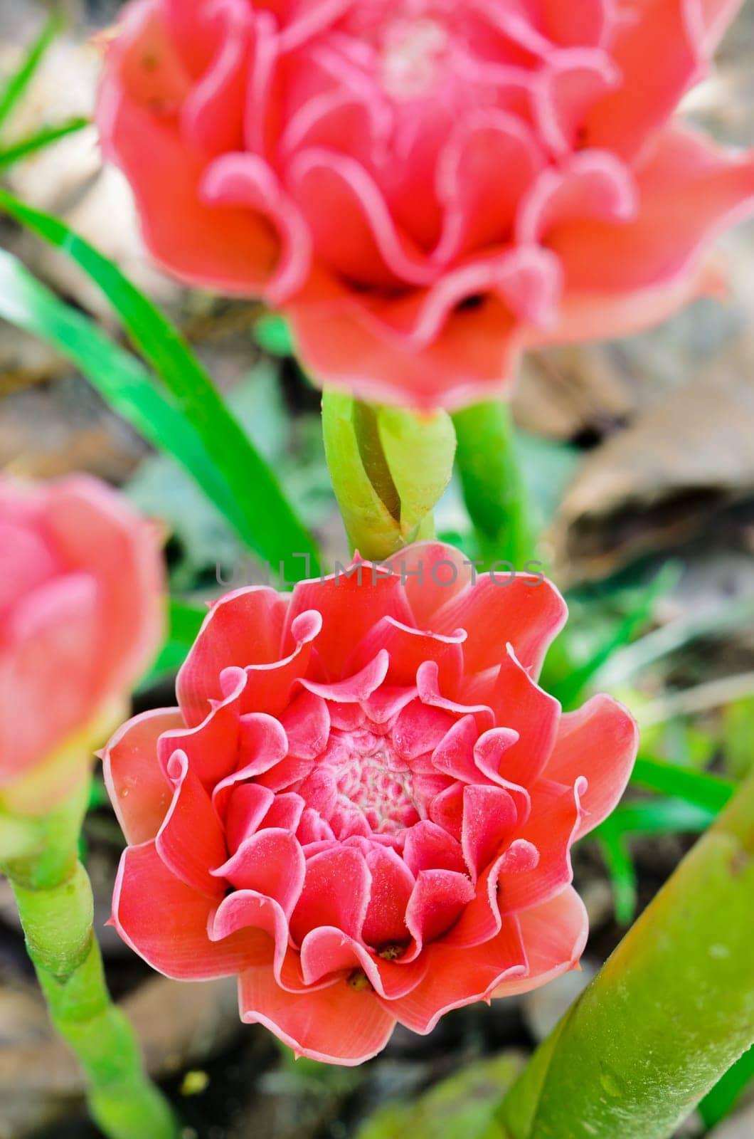 Torch Ginger ( Etlingera elatior )  red flowers of medicinal plants