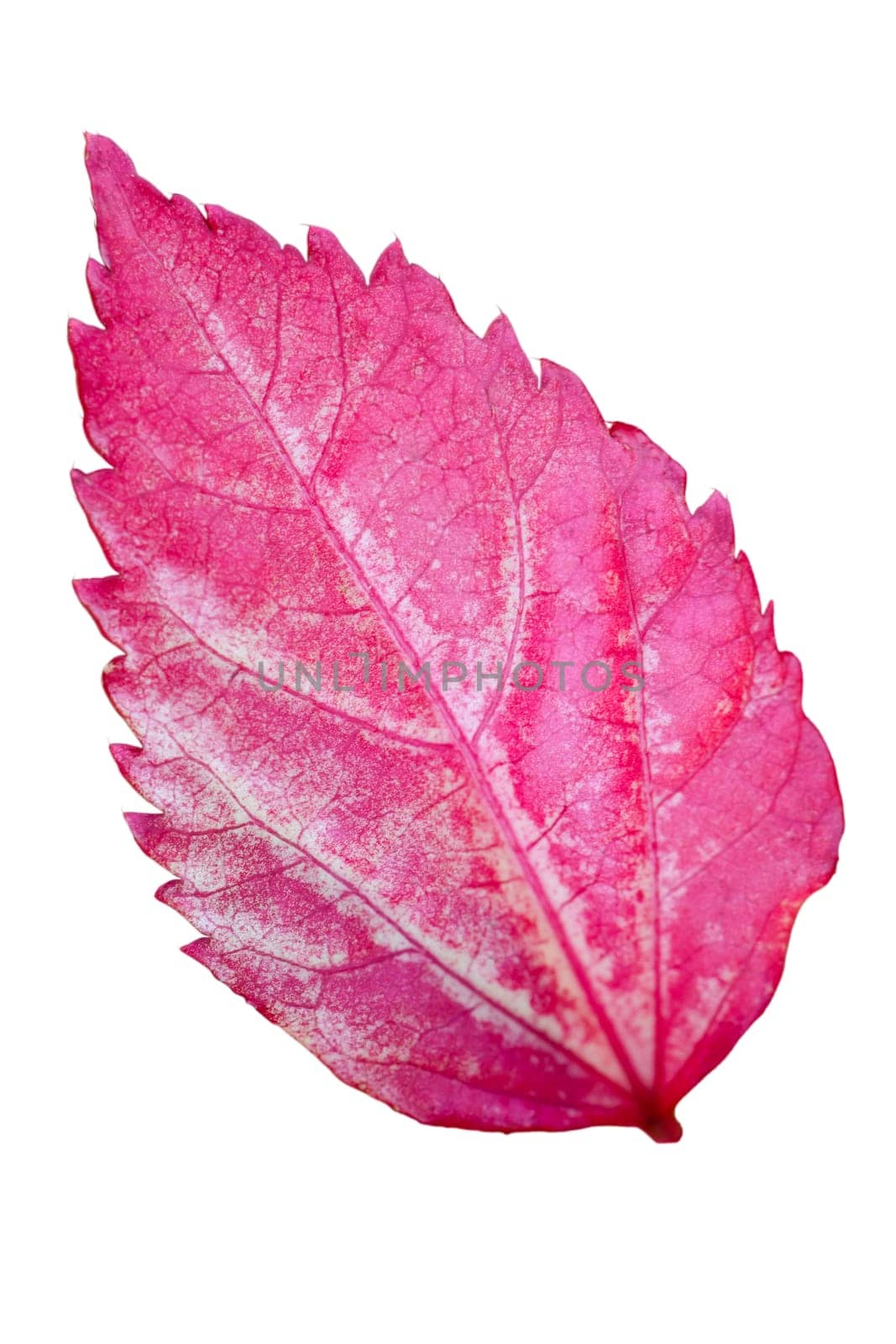 Pink leaf of the Snowflake Hibiscus ( Hibiscus rosa sinensis ) on white background
