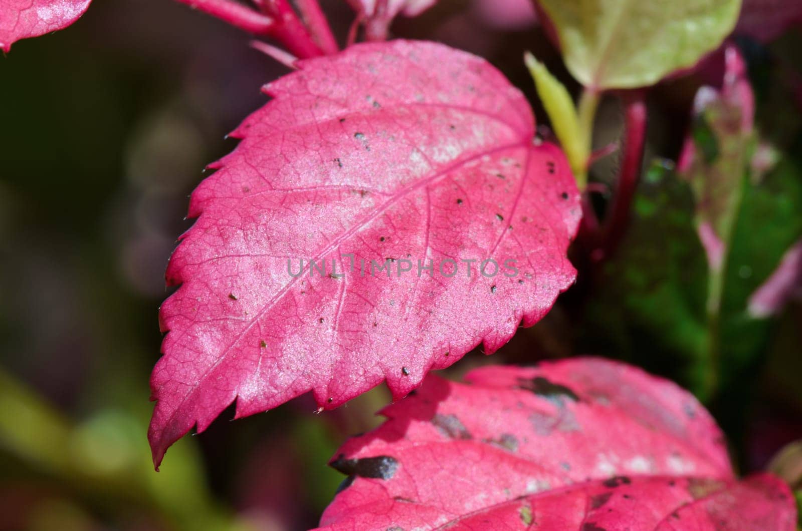 Pink leaf of the Snowflake Hibiscus ( Hibiscus rosa sinensis )