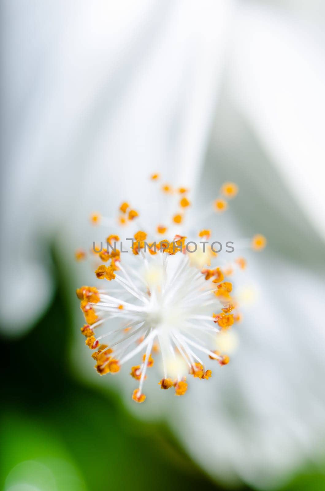 Close up carpel of the white Snowflake Hibiscus flowers ( Hibiscus rosa sinensis )
