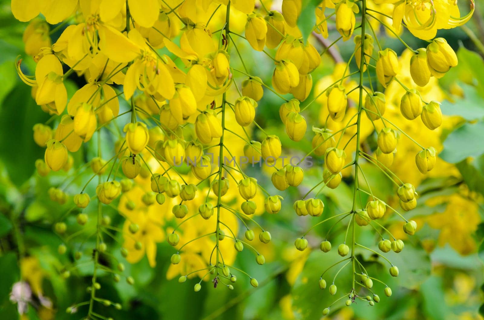 Purging Cassia or Ratchaphruek flowers ( Cassis fistula ) national flower of Thailand with bright yellow beauty