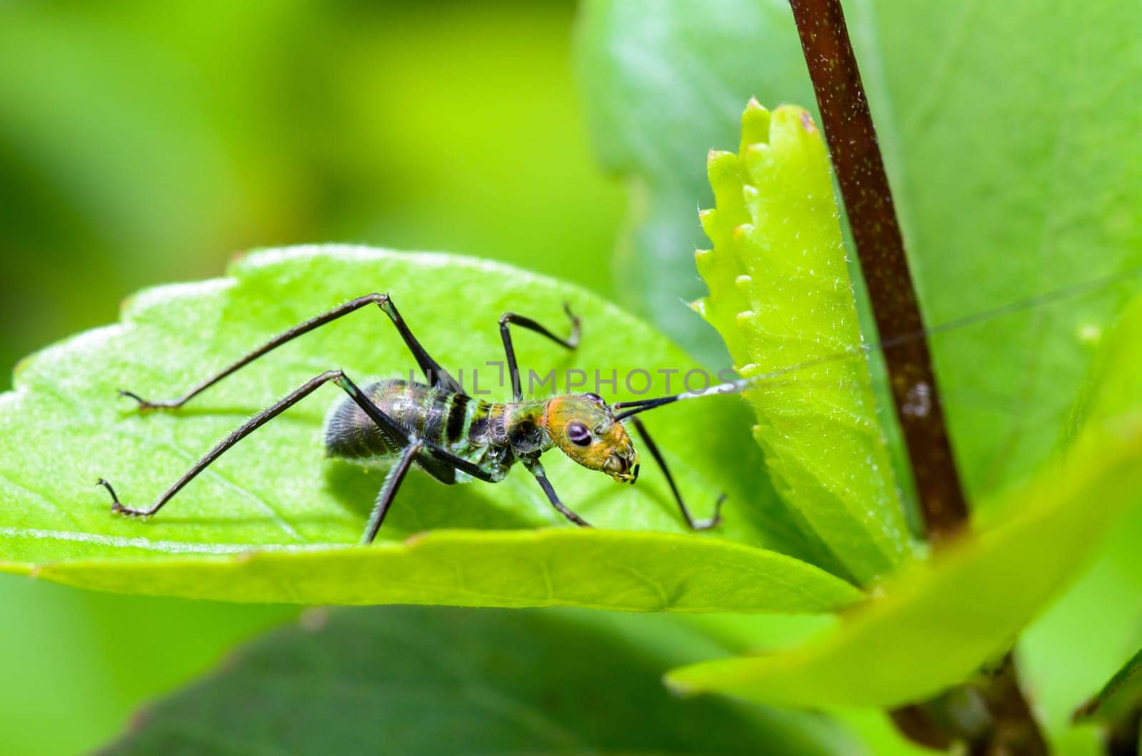 Tiny Ant Mimic Cricket Nymph on the foliage  ( Macroxiphus ).