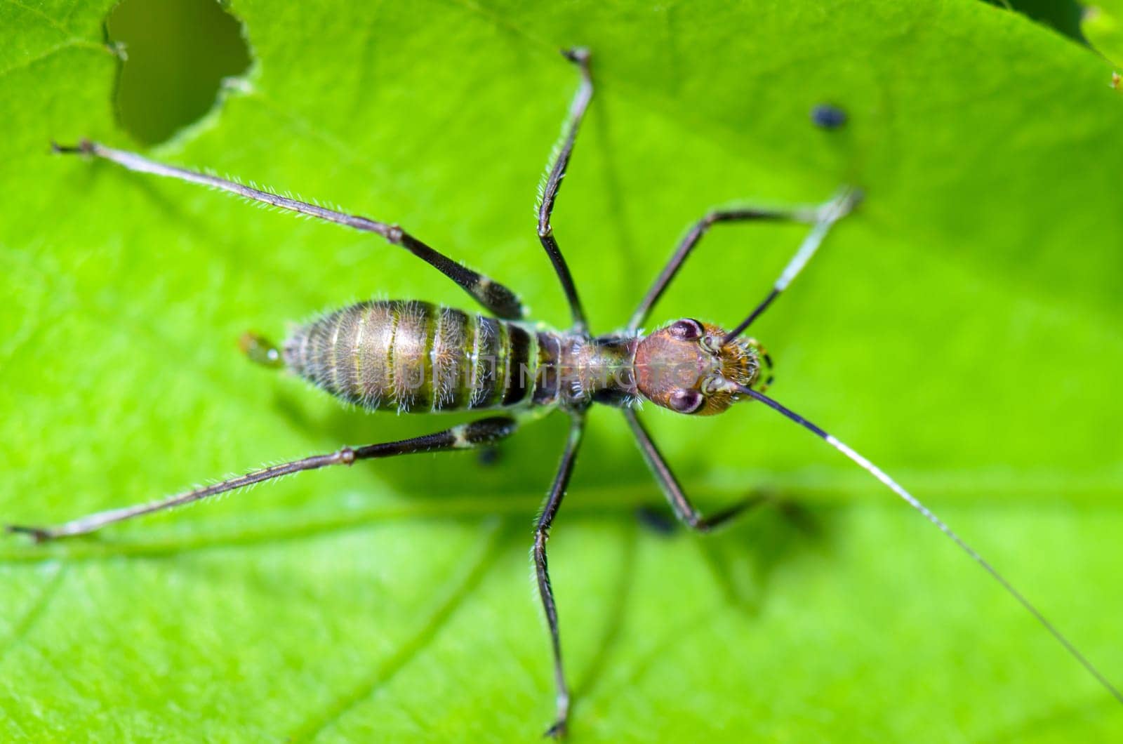 Tiny Ant Mimic Cricket Nymph on the foliage  ( Macroxiphus ).