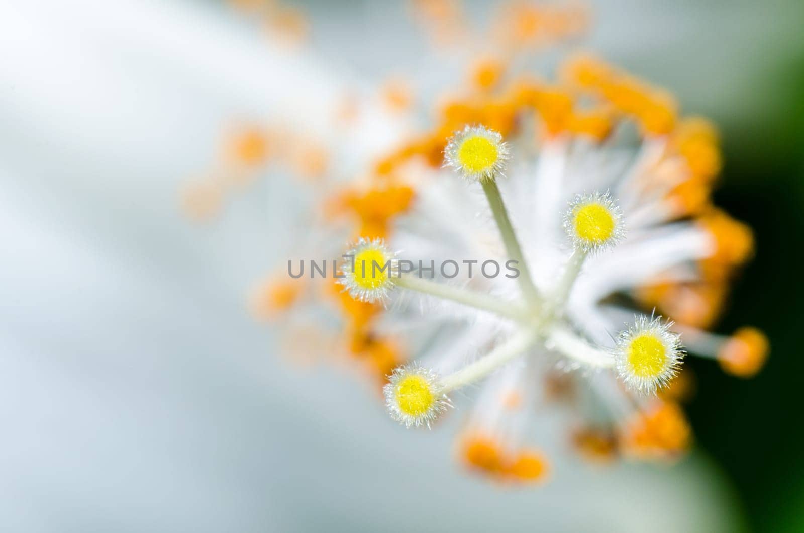 Close up carpel of the white Snowflake Hibiscus flowers ( Hibiscus rosa sinensis )