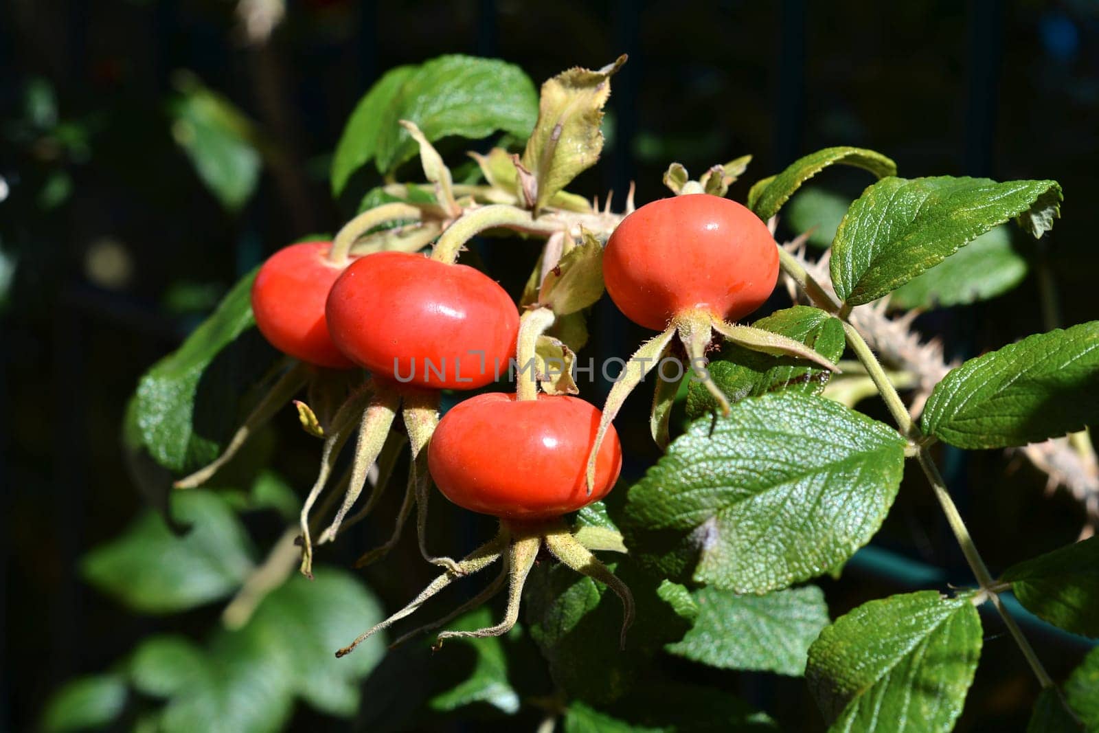 Rosehip