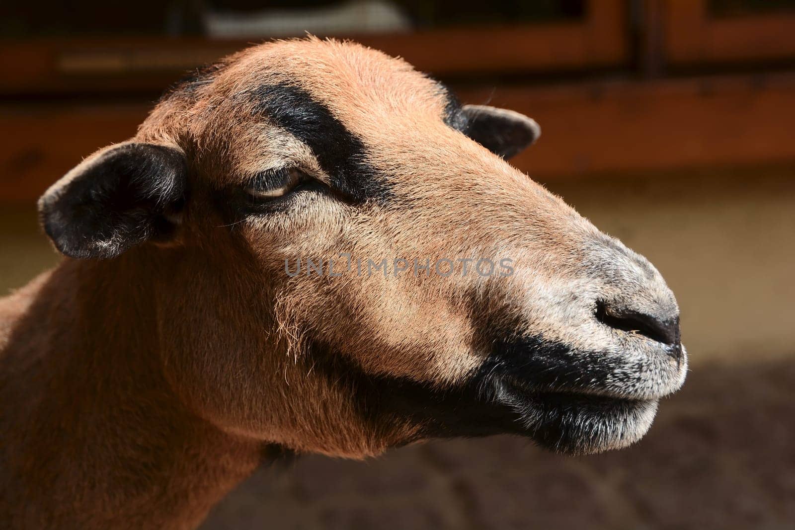 Cameroon sheep