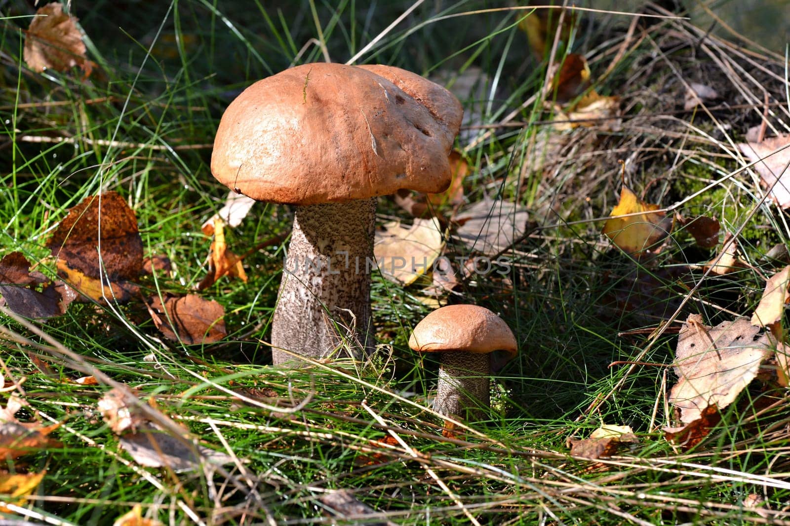 Red caps in autumn