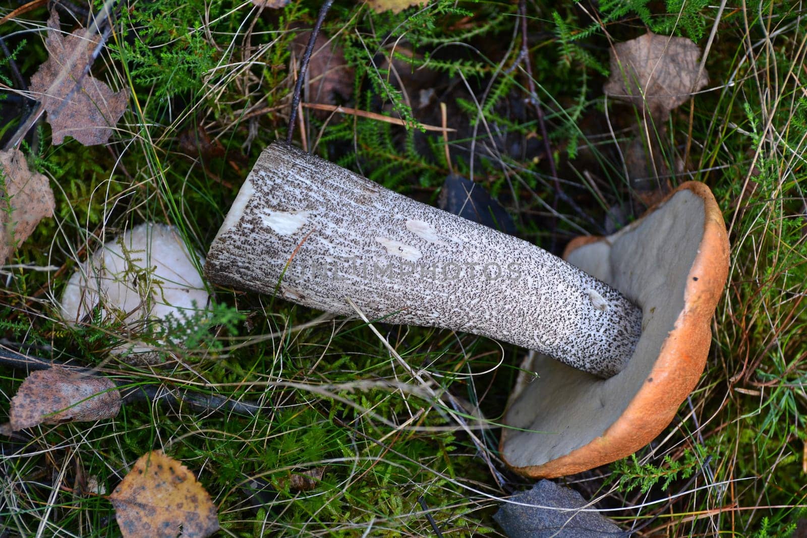 Red cap