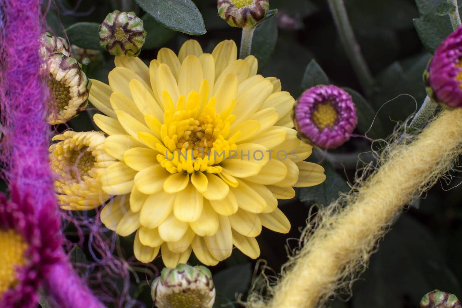 Chrysanthemums as decoration
