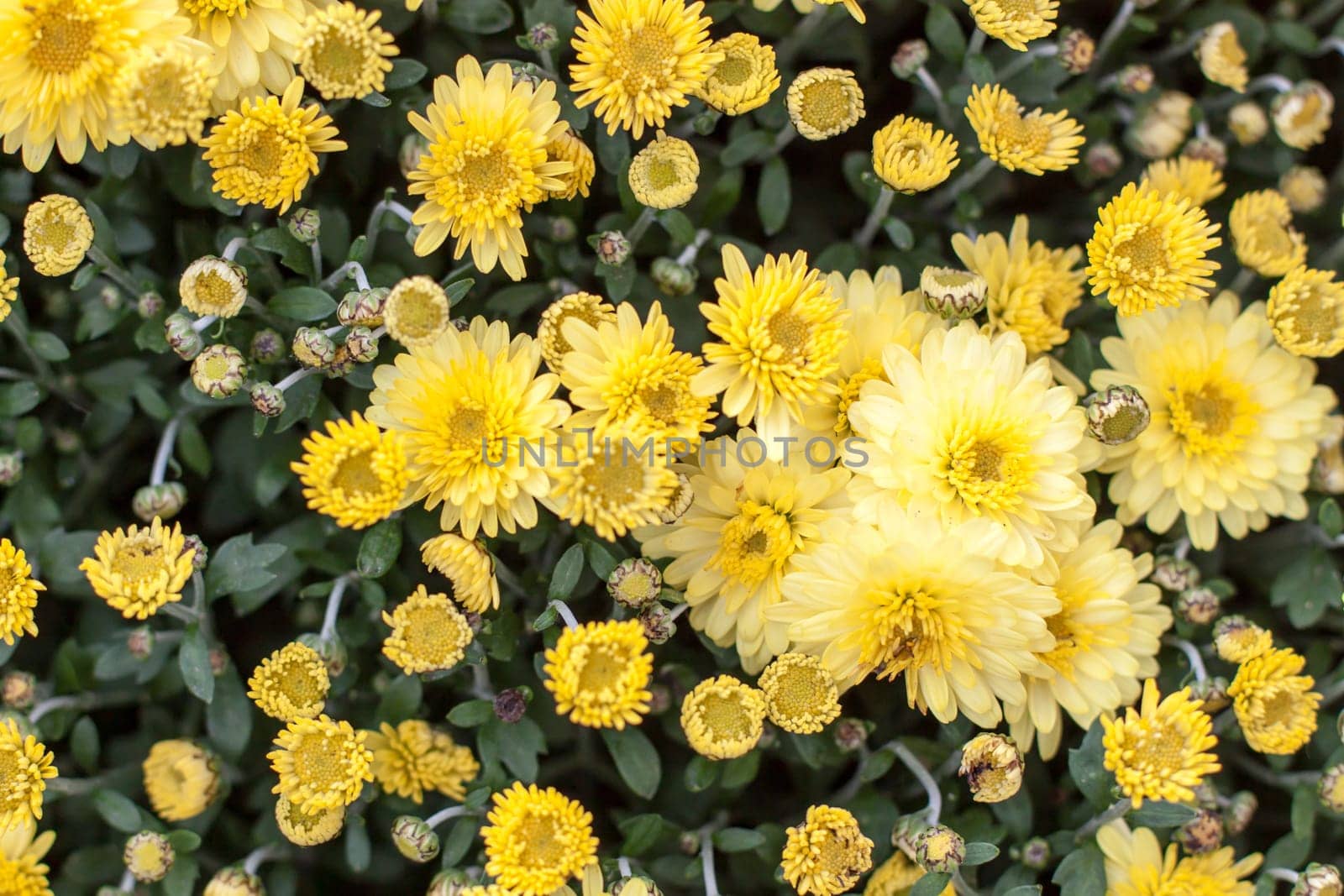 Yellow Sea