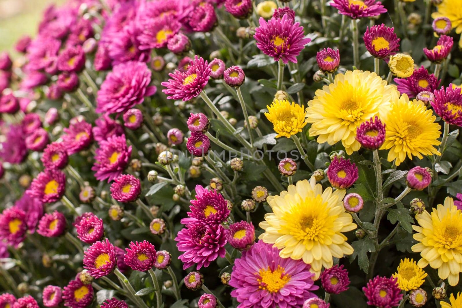 A composition in violet and yellow